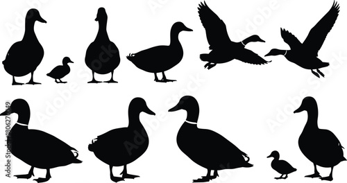 Set of vector duck silhouettes featuring flying mallards standing birds and cute ducklings isolated on white background for nature design.