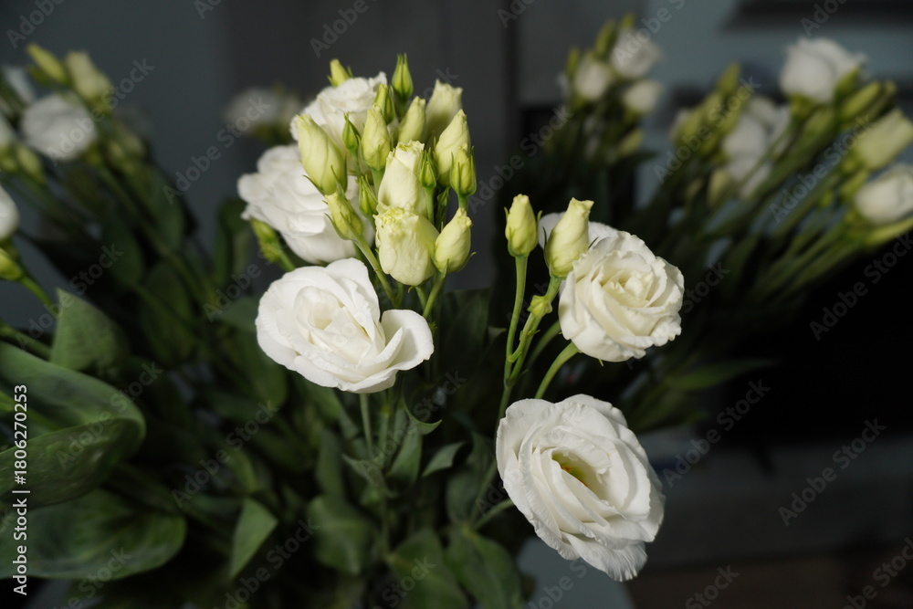 Fototapeta premium Close-up of fresh white eustoma (lisianthus) flowers and buds arranged indoors, captured in soft natural light.