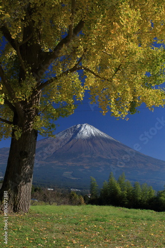 The autumn leaves during this season are beautiful