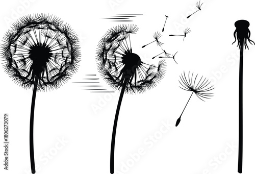 Wallpaper Mural Dandelion silhouettes with flying seeds wind movement and wildflower elements Torontodigital.ca