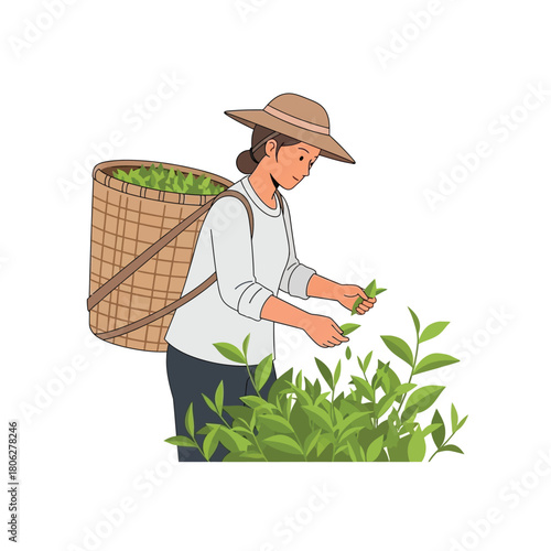 Woman harvesting tea leaves, wearing a hat and carrying a woven basket on her back.