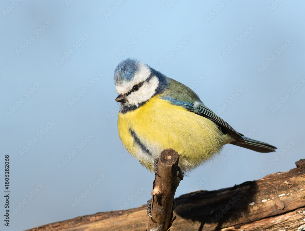 Fototapeta premium Eurasian blue tit, Cyanistes caeruleus. A bird sits on a dry branch against a blue sky