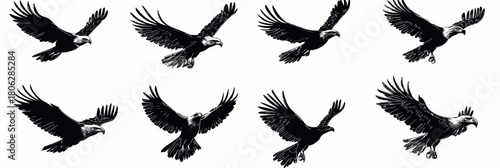 Set of detailed black silhouette flying eagles in various poses with spread wings isolated on white background vector illustration for wildlife and freedom concept design elements