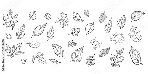 Hand drawn detailed variety of single line sketch leaves collection isolated on white background with different shapes and sizes in realistic style vector illustration