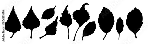 Set of various leaf silhouettes. Black outline of autumn leaves on a white background. Vector illustration.
