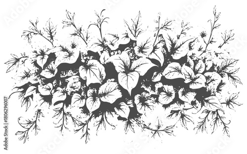 Vintage ivy vine leaves: hand-drawn engraving design for retro decor