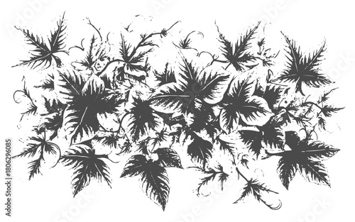 Vintage ivy vine leaves: hand-drawn engraving design for retro decor