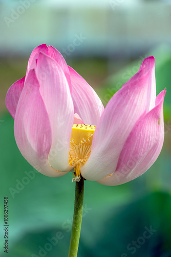 bright pink lotus flower in pond , tropical natural water lilly blossom in lake or garden in spring season