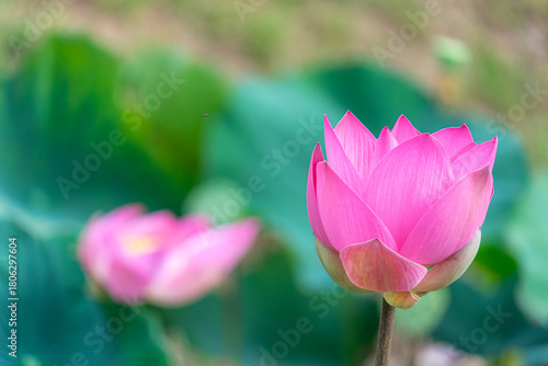 bright pink lotus flower in pond , tropical natural water lilly blossom in lake or garden in spring season