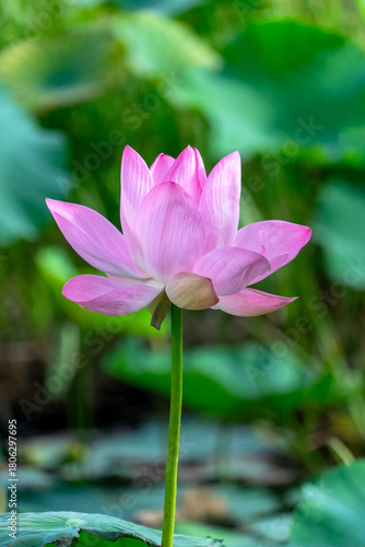 bright pink lotus flower in pond , tropical natural water lilly blossom in lake or garden in spring season