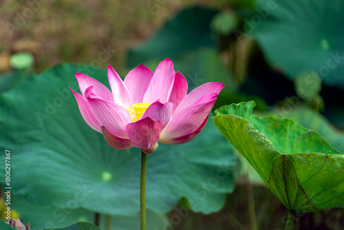 bright pink lotus flower in pond , tropical natural water lilly blossom in lake or garden in spring season