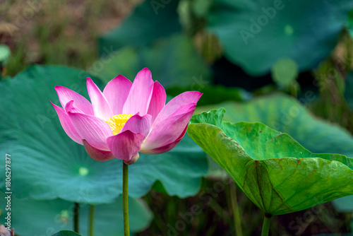 bright pink lotus flower in pond , tropical natural water lilly blossom in lake or garden in spring season