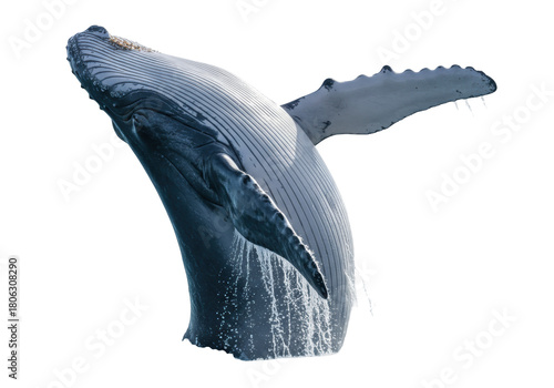 Humpback whale breaching isolated on transparent PNG, majestic marine mammal jumping out of the water for wildlife and conservation themes