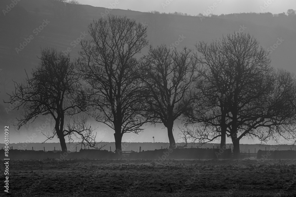 Fototapeta premium Bare trees in misty monotone across an open field