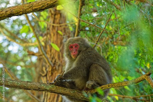 木の上の日本猿