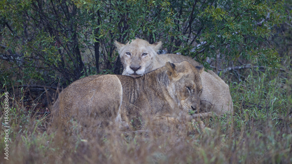 Fototapeta premium White lioness in the Orpen Gate area of Kruger National Park, photos taken on a rainy day.