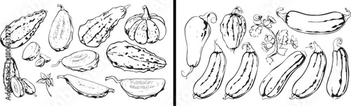 Vegetable illustration vector, healthy food drawing, organic farm artwork, garden fresh produce design, edible vegetable clipart, hand drawn food art, culinary kitchen element, natural ingredients vec