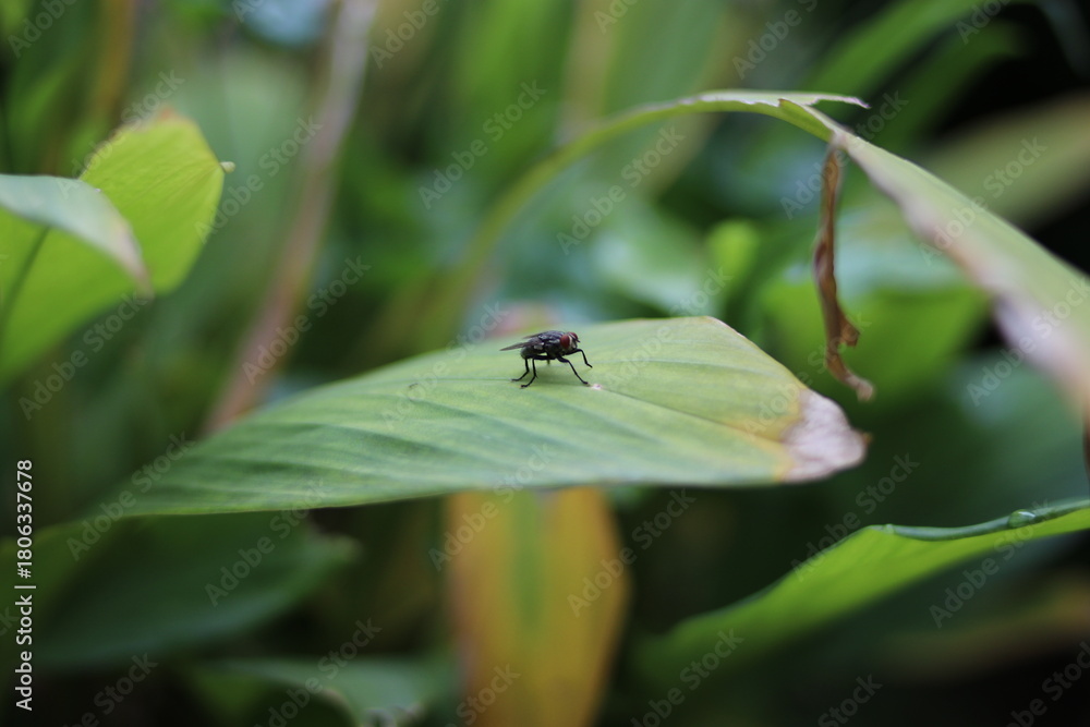 Naklejka premium Fly on the leaf