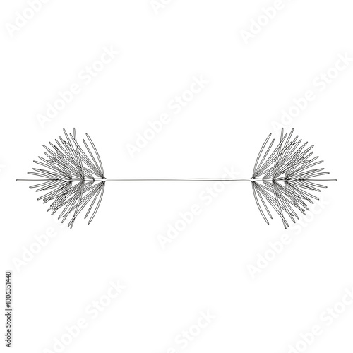 Thin horizontal text divider with two clusters of pine needles in airy Nordic botanical style