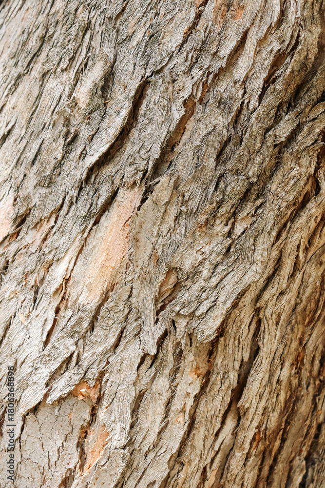 Obraz premium eucalyptus tree bark texture