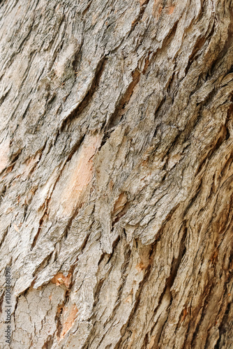 eucalyptus tree bark texture