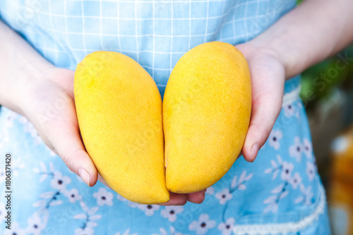 Tableau sur toile Fresh Ripe Yellow Mangoes Held in Hands - Tropical Fruit from Yunnan China