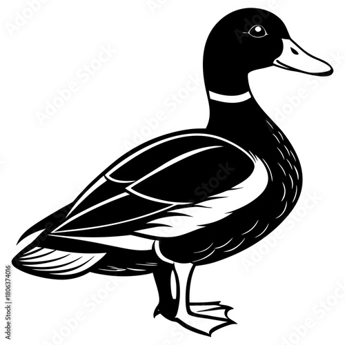 Cute Mallard Duck Cartoon Vector Illustration Isolated on White Background,