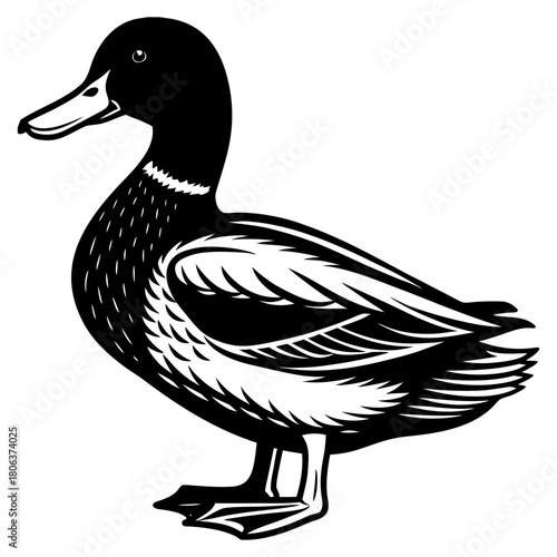 Cute Mallard Duck Cartoon Vector Illustration Isolated on White Background,
