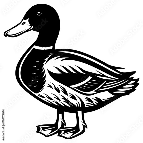 Cute Mallard Duck Cartoon Vector Illustration Isolated on White Background,