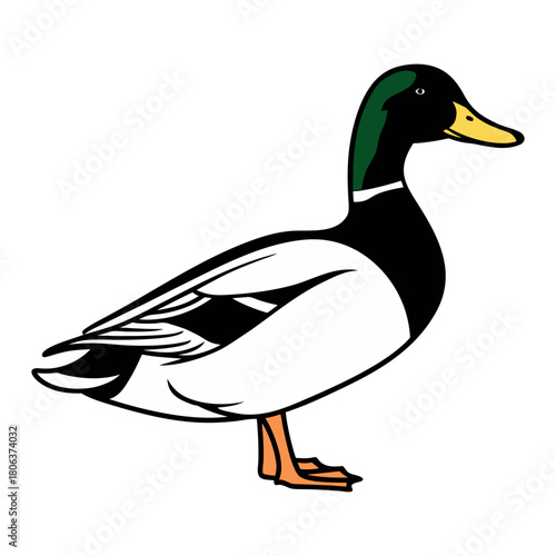 Cute Mallard Duck Cartoon Vector Illustration Isolated on White Background,