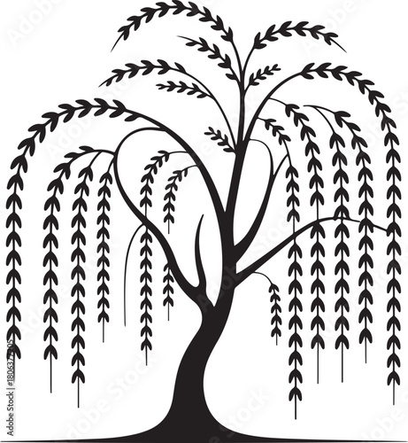 Weeping willow tree vector silhouette featuring gracefully drooping branches and delicate foliage, suitable for various uses.