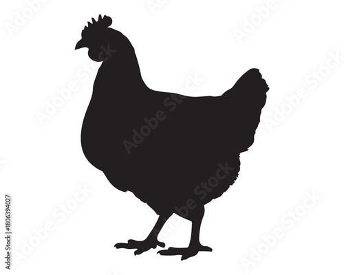  A black silhouette of a hen standing on a white background silhouette