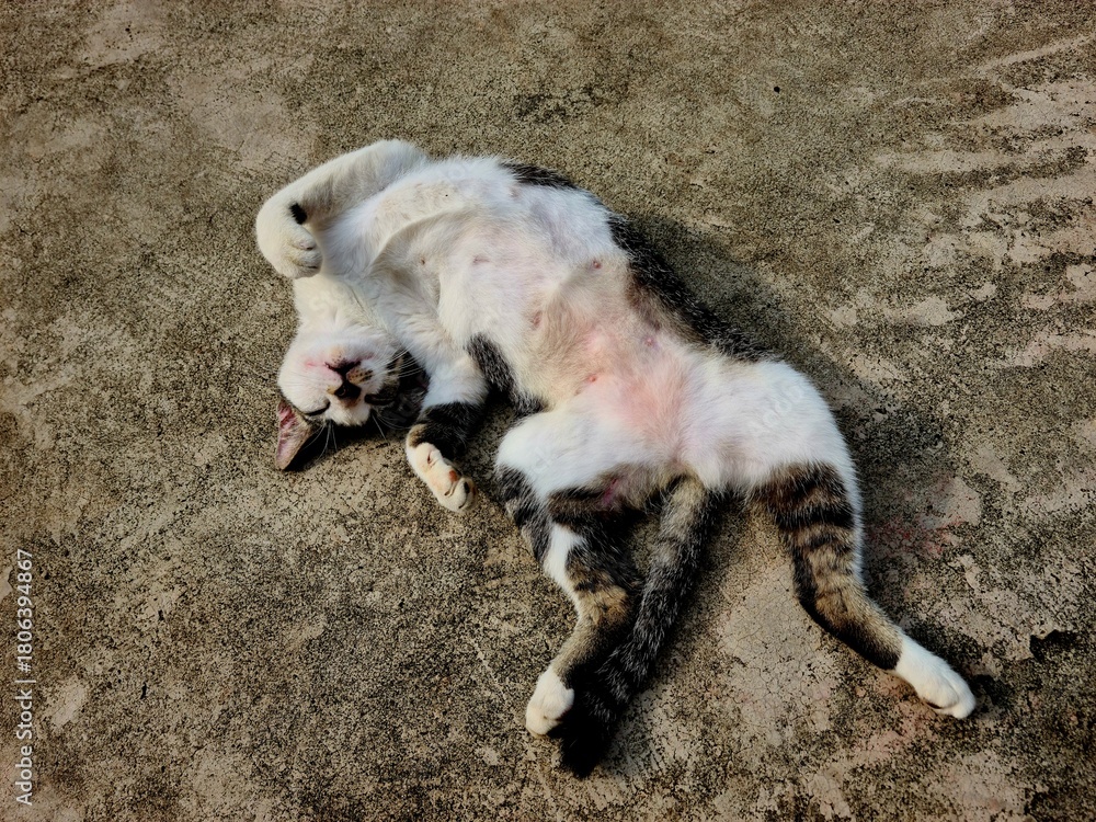 Fototapeta premium Wild cat sleeping like human, stray feline lying on its back in a funny relaxed position showing cute behavior