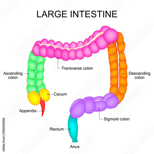 Part of Large intestine. Colon anatomy.