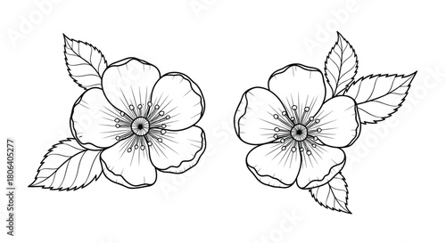 Two minimalist black and white line art illustrations of delicate spring blossoms with accompanying leaves, perfect for botanical themes or simple decorative elements.