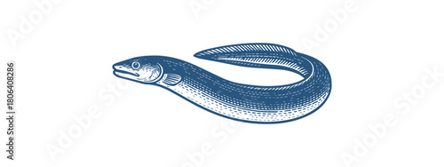 Eel Fish Unagi Vector Illustration in Stylized Blue Format for Marine Design Projects