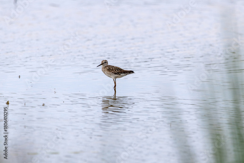 Bruchwasserläufer steht in einen Gewässer und beobachtet
