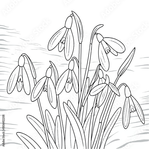 drawing, spring, floral, nature, illustration, flower, garden, vector, design, isolated, plant, white, blossom, graphic, snowdrop, decoration, bloom, outline, art, leaf, botany, flora, background, 
