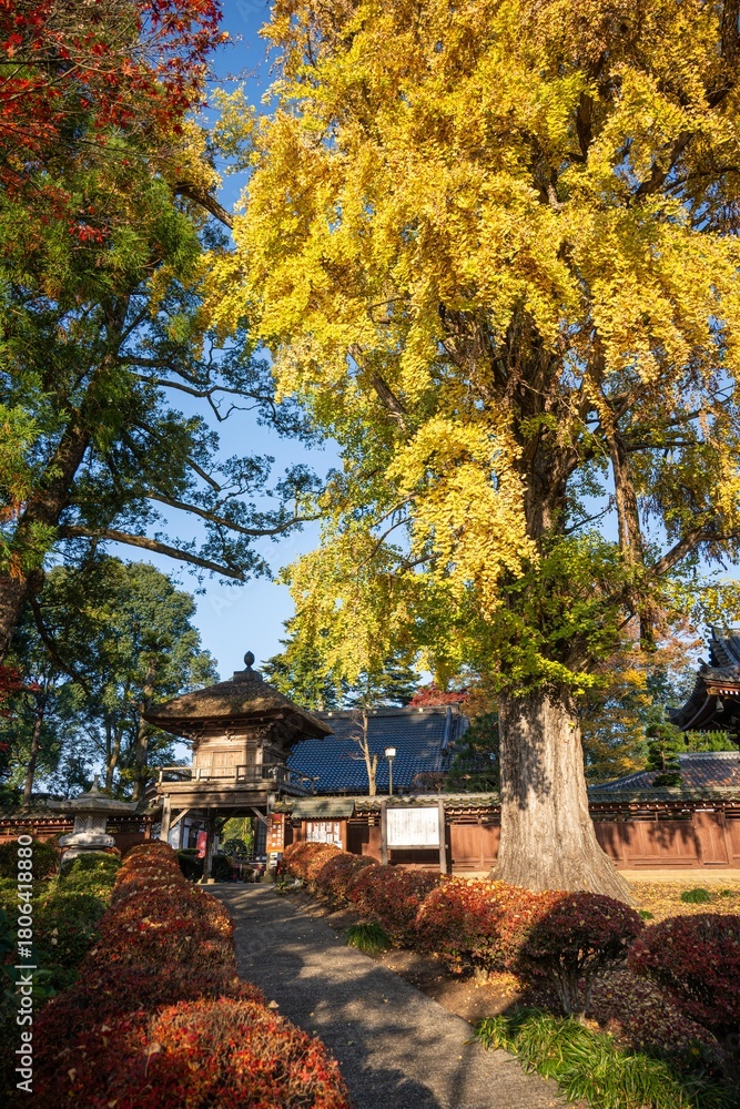Naklejka premium 茨城県大子町 高徳寺の大イチョウ