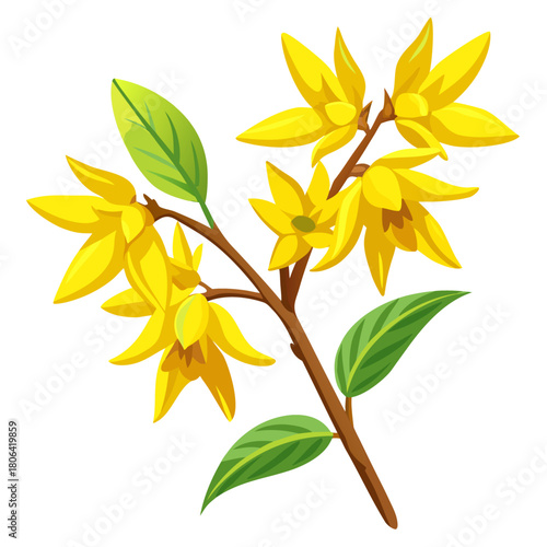  forsythia hardy yellow vector flower