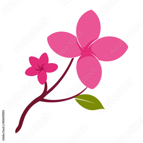 frangipani pink silhouette flower
