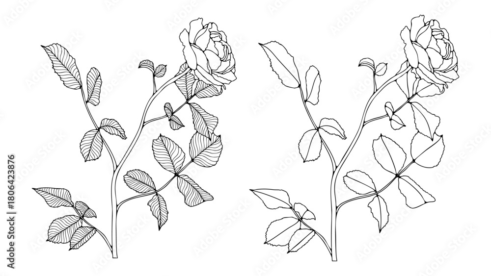Fototapeta premium Rose flower with leaves sketch isolated on white background. Hand drawn outline of a rose flower.