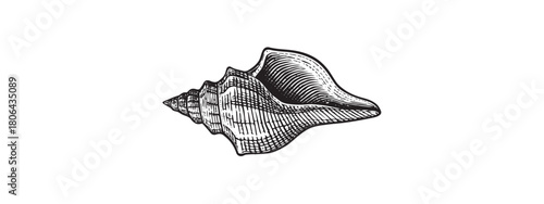 Seashell Coastal Boho Seamless Vector Pattern Bohemian Beach Texture Print