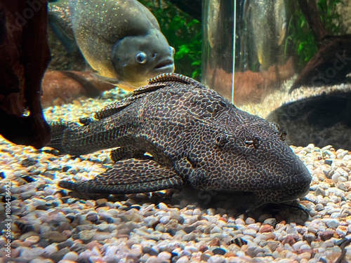 Wabenschilderwels (Pterygoplichthys gibbiceps)