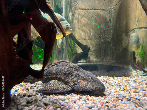 Wabenschilderwels (Pterygoplichthys gibbiceps)