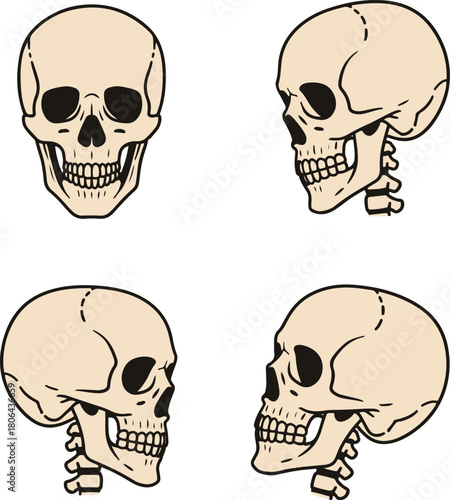 A set of four illustrations depicting a human skull and upper neck vertebrae, viewed from different angles (front and various profiles).