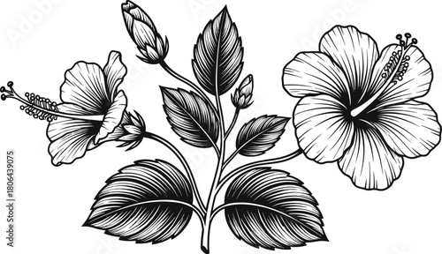 Hibiscus plant illustration with blooming flowers, buds, and leaves, black-and-white botanical vector design, floral and educational concept