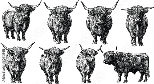 Highland cow sketch illustration, black-and-white line drawing of eight furry cows with horns, rustic animal art and farm concept