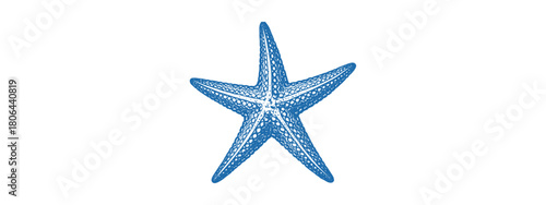Sea star Coastal Vector Drawing: Ocean Life Line Print