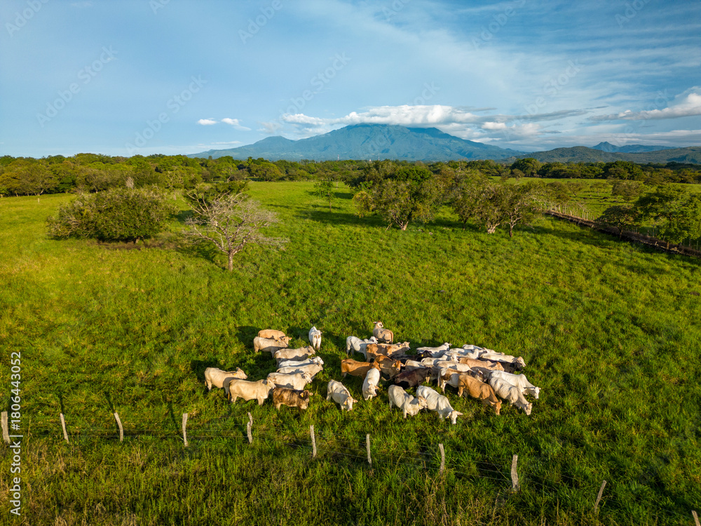 Fototapeta premium Aerial view of group of beef cattle feeding on sustainable mountain farm in Panama, Central America - stock photo